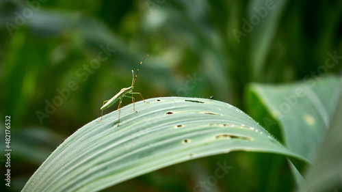 close-up of insects on corn leaves