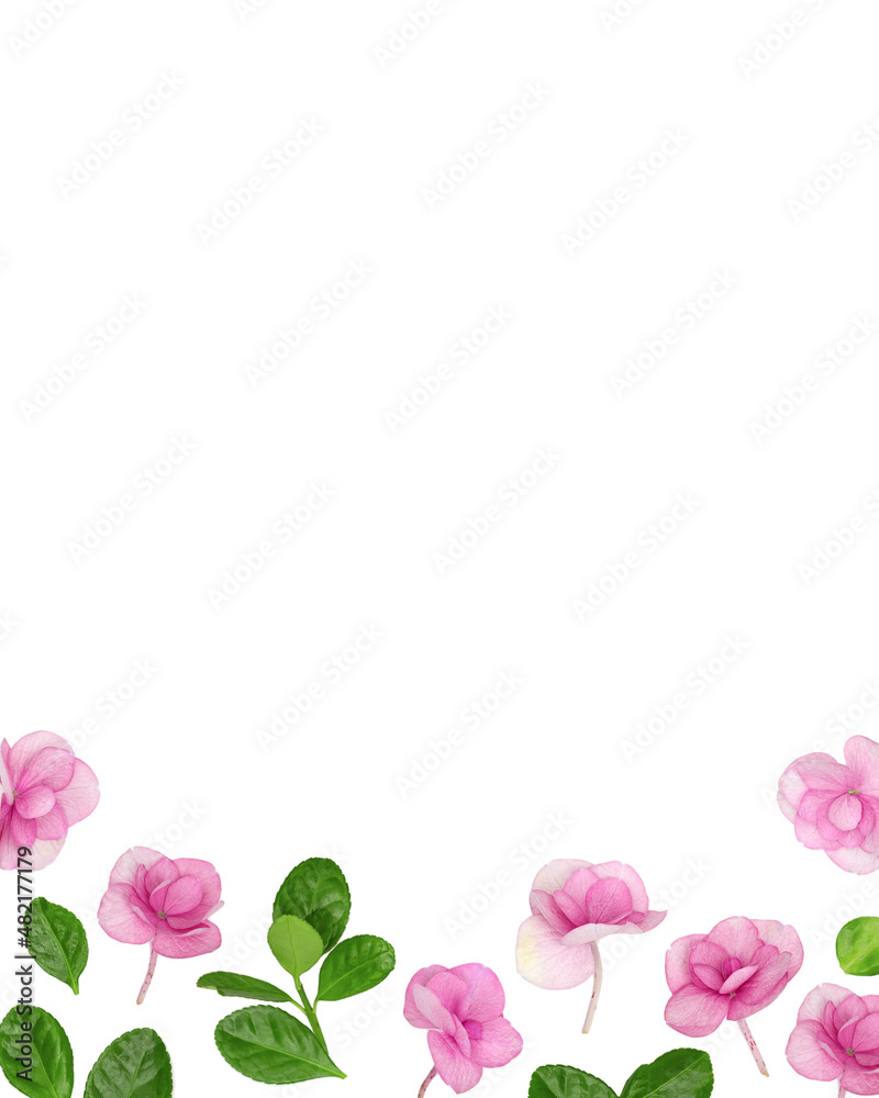Natural Hydrangea pink flower with green leaves, minimal floral style. Fresh flowers close up, background with copyspace. Spring holiday concept, for Mothers day, 8 March, Womens day
