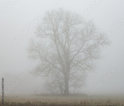 Morning fog in anglli in the park by the lake, St Chad`s Nature Reserve, January 2021.
