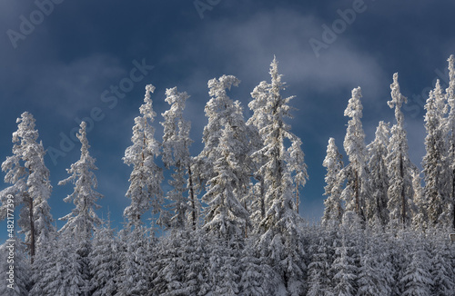 Pines with snow and froest