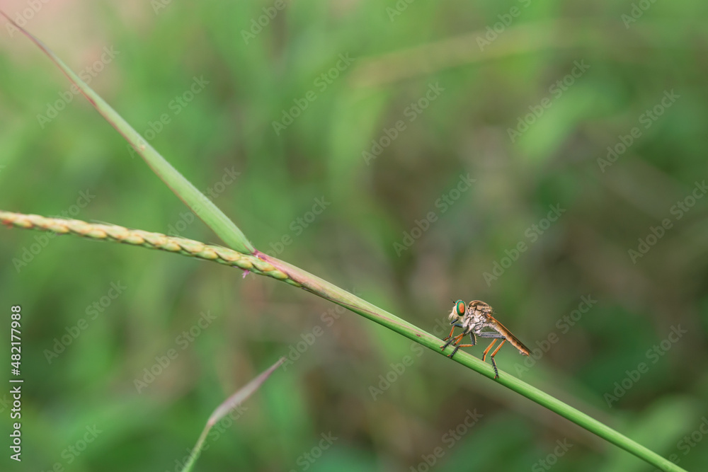 beautiful rainbow robberfly,
with blur background
Taken at close range (macro) beautiful rainbow robberfly,
with blur background
Taken at close range (macro)