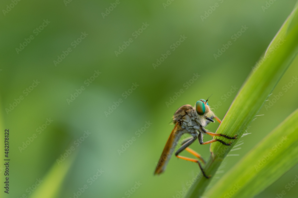 beautiful rainbow robberfly,
with blur background
Taken at close range (macro) beautiful rainbow robberfly,
with blur background
Taken at close range (macro)