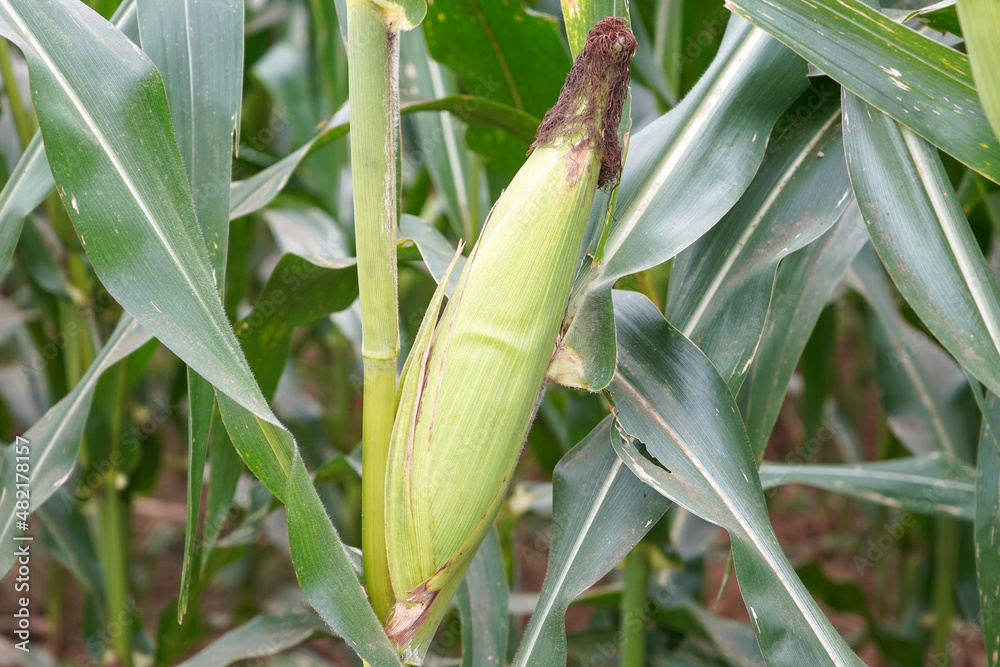 Green corn crop fields are growing ready to be harvested. Maize (meɪz MAYZ; Zea mays subsp. mays, from Spanish: maíz after Taino: mahiz), also known as corn is a cereal grain. Green corn crop fields are growing ready to be harvested. Maize (meɪz MAYZ; Zea mays subsp. mays, from Spanish: maíz after Taino: mahiz), also known as corn is a cereal grain.