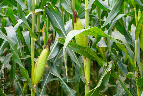 Green corn crop fields are growing ready to be harvested. Maize  me  z MAYZ  Zea mays subsp. mays  from Spanish  ma  z after Taino  mahiz   also known as corn is a cereal grain.