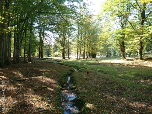 path in the park