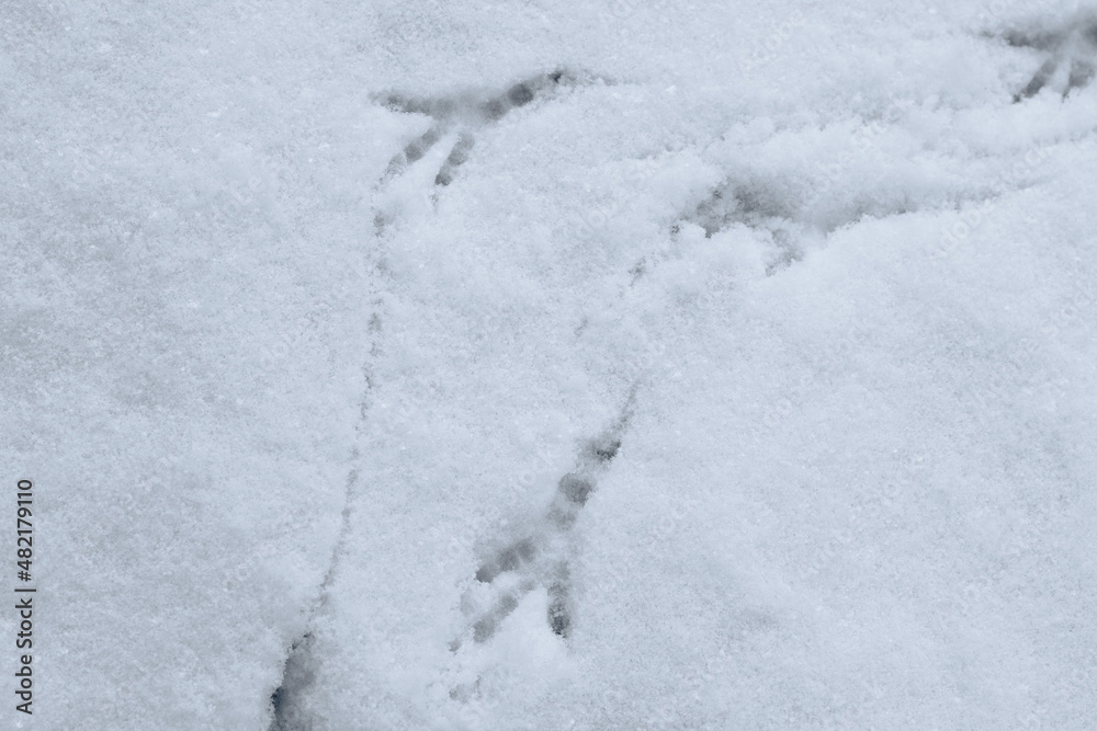 Bird tracks on white snow. The bird walked through the snow leaving footprints behind it