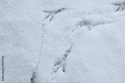 Bird tracks on white snow. The bird walked through the snow leaving footprints behind it © Klochkov