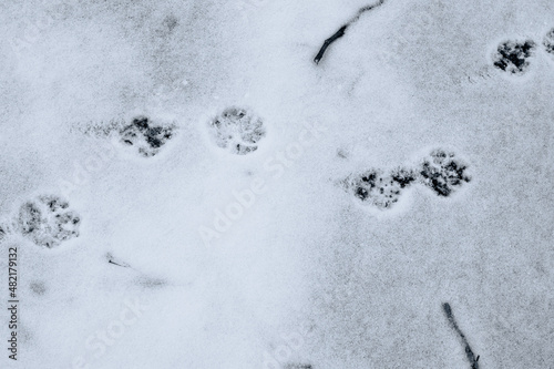 Canvas Print Cat tracks on white snow