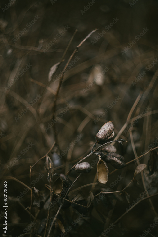 Dried botanical seed pods in the autumn season Dried botanical seed pods in the autumn season