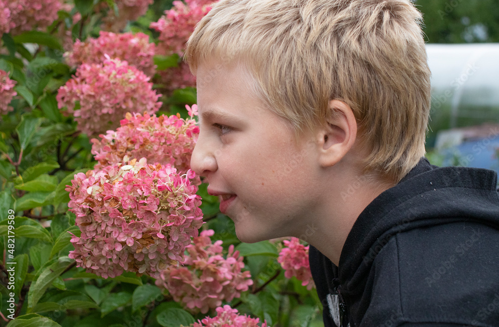 boy sniffing hydrangea flowers in the garden boy sniffing hydrangea flowers in the garden