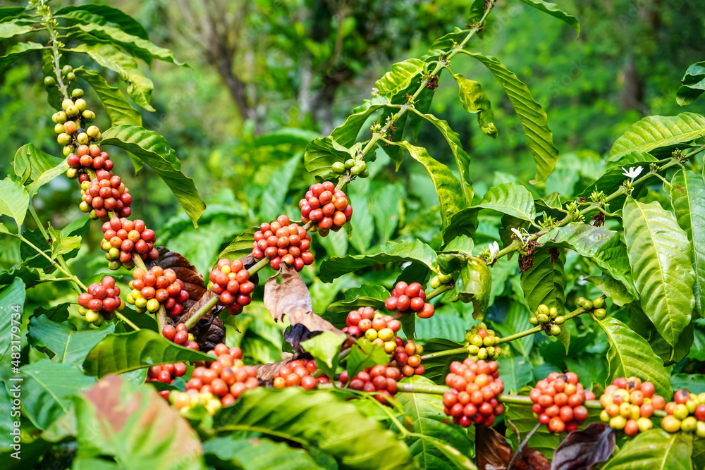 Muria coffee plant, which is Robusta coffee, which grows a lot in the Muria Mountain area in the Kudus area, Pati Jepara, Central Java, Indonesia. Muria coffee plant, which is Robusta coffee, which grows a lot in the Muria Mountain area in the Kudus area, Pati Jepara, Central Java, Indonesia.