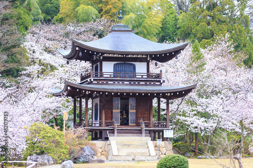 京都・勧修寺と桜