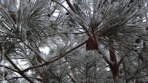 spruce branches strewn with snow in slow mo. nature shooting snow winter beauty of nature greenery fir tree snow on a tree