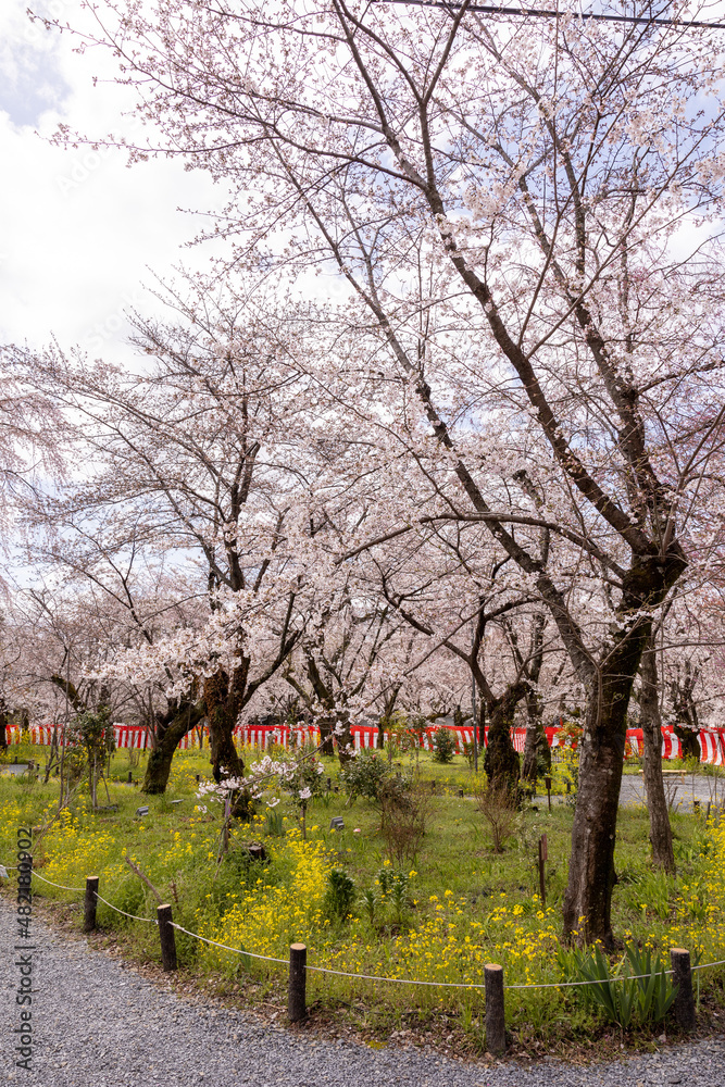 Obraz premium 平野神社の桜と菜の花