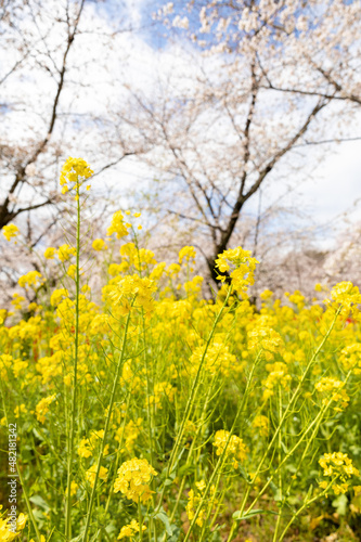 平野神社の桜と菜の花