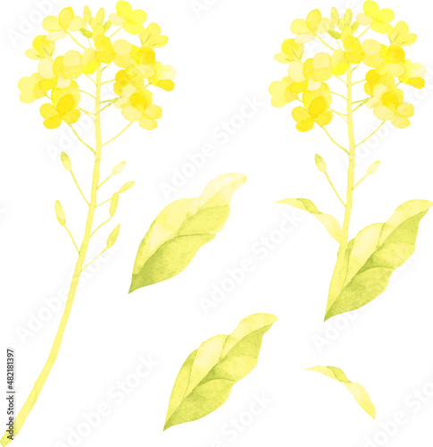 菜の花の素材