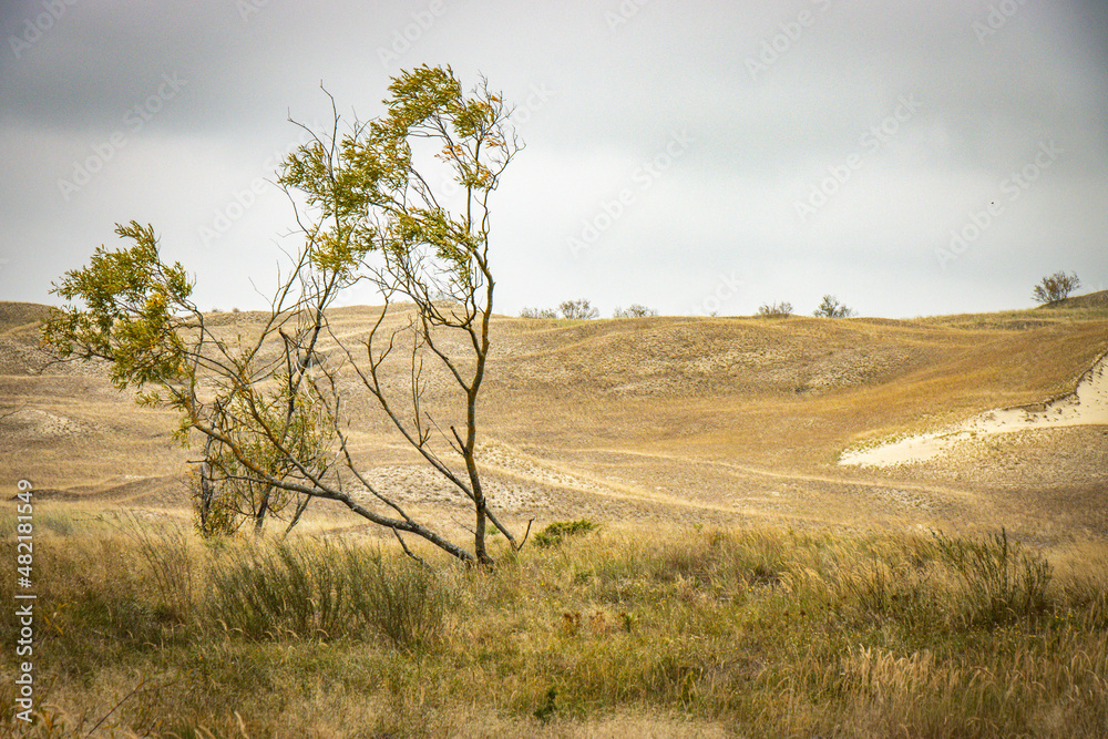 sand dunes on curonian spit, lithuania, nida, baltic countries, baltics, europe