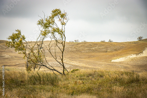 Fototapeta Naklejka Na Ścianę i Meble -  sand dunes on curonian spit, lithuania, nida, baltic countries, baltics, europe