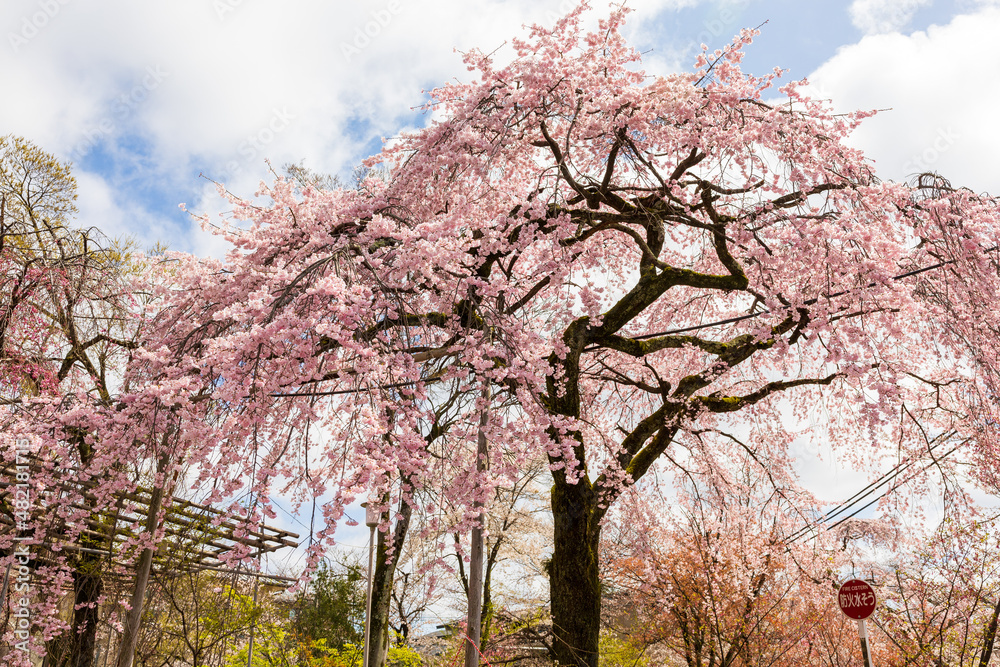 平野神社の桜