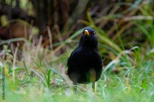 Curious Blackbird