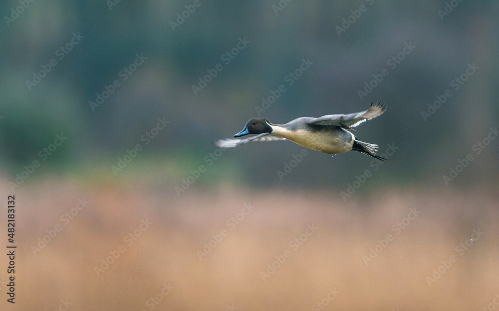 Northern Pintail, Anas acuta bird in flight over marshland Northern Pintail, Anas acuta bird in flight over marshland