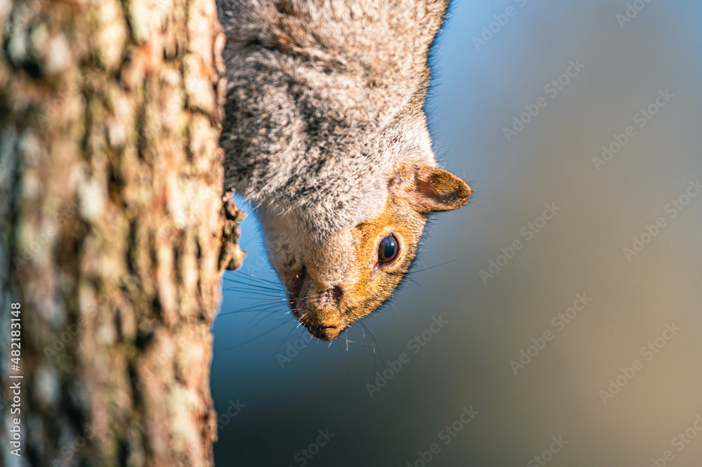 Eastern Gray Squirrel, Sciurus carolinensis in environment Eastern Gray Squirrel, Sciurus carolinensis in environment