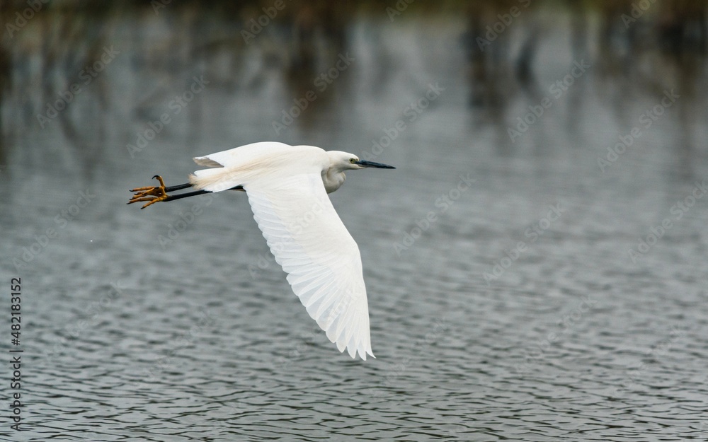 Little Egret, Egretta garzetta in habitat Little Egret, Egretta garzetta in habitat