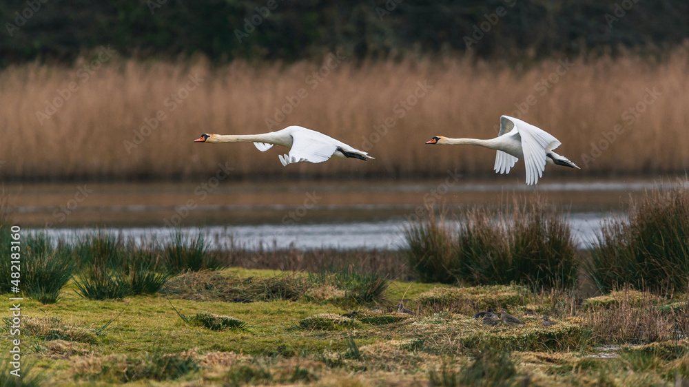 A pair of Mute Swans, Mute Swan, Cygnus olor in a flight over the water A pair of Mute Swans, Mute Swan, Cygnus olor in a flight over the water