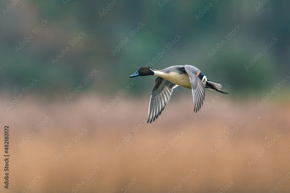 Northern Pintail, Anas acuta bird in flight over marshland Northern Pintail, Anas acuta bird in flight over marshland