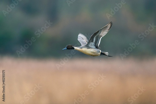 Northern Pintail, Anas acuta bird in flight over marshland © Maciej Olszewski