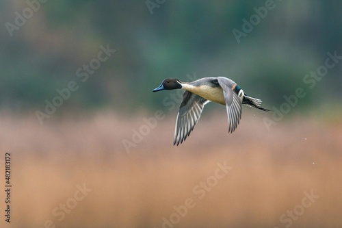 Northern Pintail, Anas acuta bird in flight over marshland