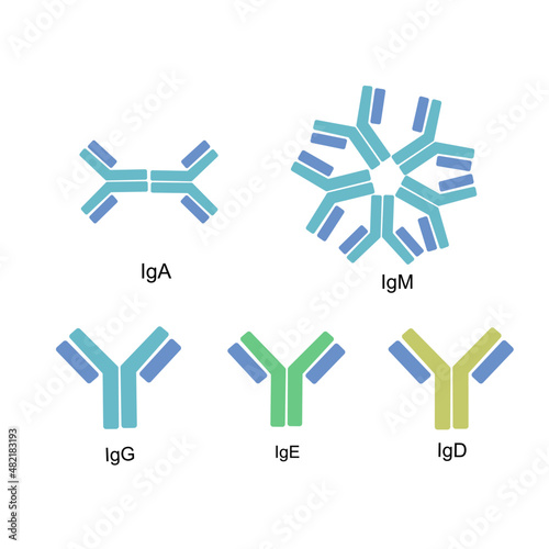 The 5 types (isotypes) of Immunoglobulin or Antibodies :IgA, IgM, IgG, IgE and IgD photo