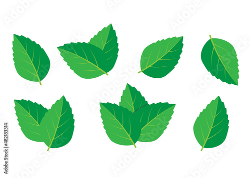 Mint green vector illustration set. Mint logo vector