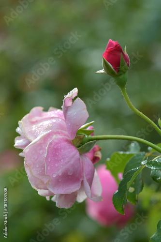 A red rose is about to bloom among the pink roses already blooming in the garden. © kiddeephoto