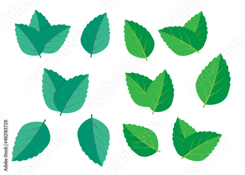 Mint green vector illustration set. Mint logo vector © 3dwithlove