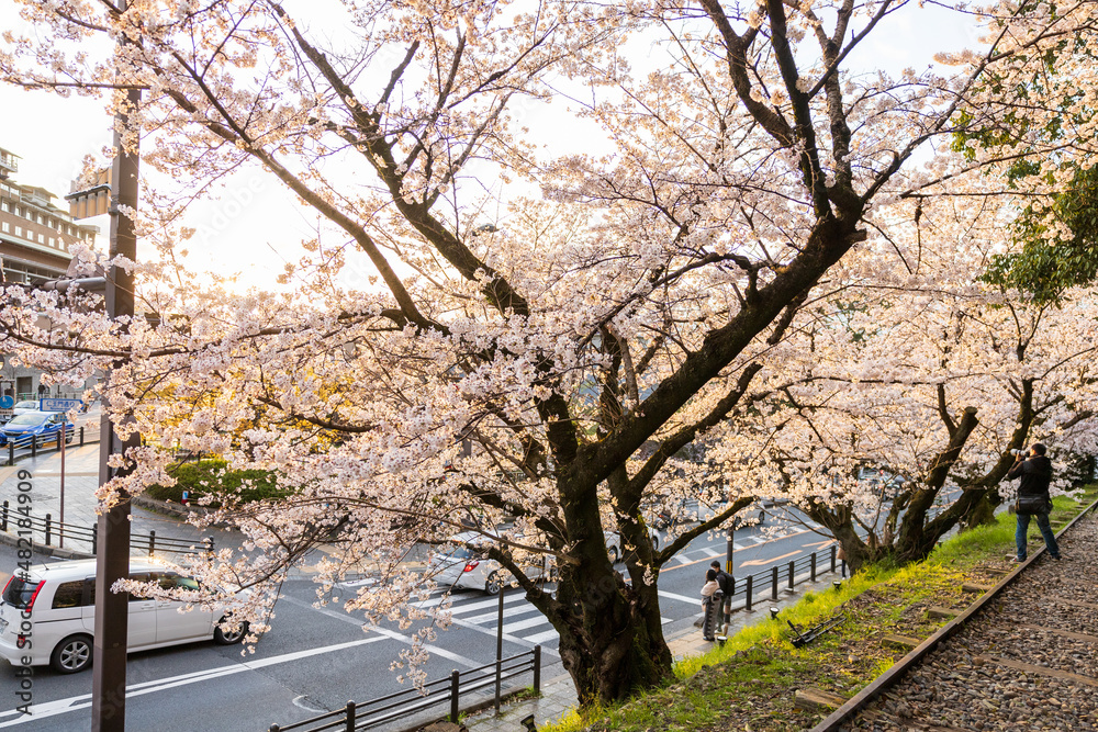 Naklejka premium 蹴上インクラインの桜