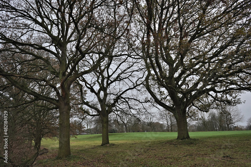 Tree Group Of Three Background