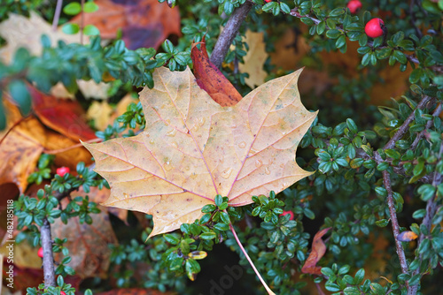 Lone Fallen Leaf Background In Autumn