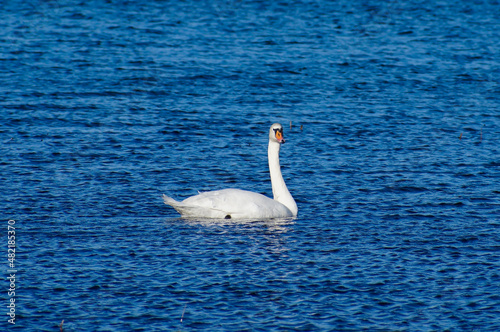 Cygnus olor.Swan in Bulgaria