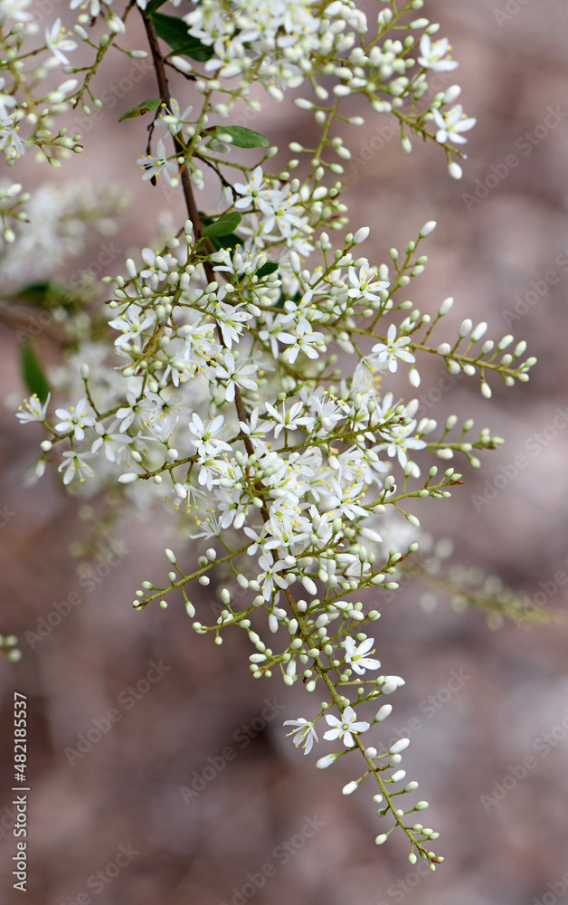 Obraz premium Delicate fragrant, white flowers of the Australian native Blackthorn, Bursaria spinosa, family Pittosporaceae. Endemic to east and southeast Australia. Also known as Sweet Bursaria or Castanet Bush