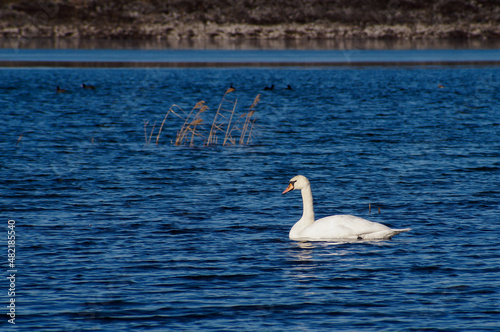 Cygnus olor.Swan in Bulgaria