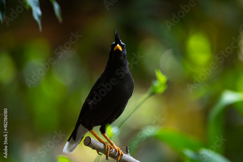 White - vented Myna