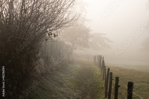 Path in nature a misty morning