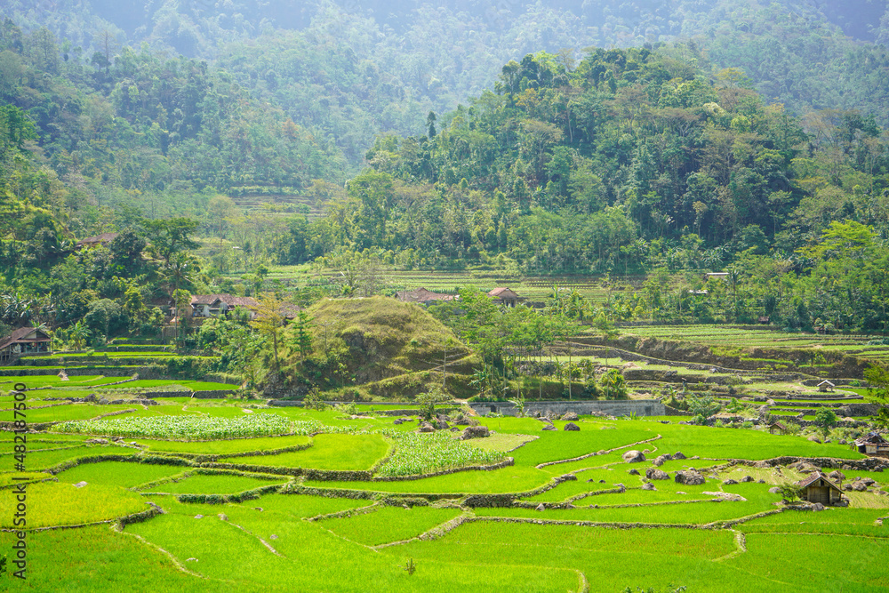 Rice fields formed with a terracing system make it easier to irrigate from the river to the land so that it is evenly distributed. We can find rice fields like this in the village of Tempur, Jepara.