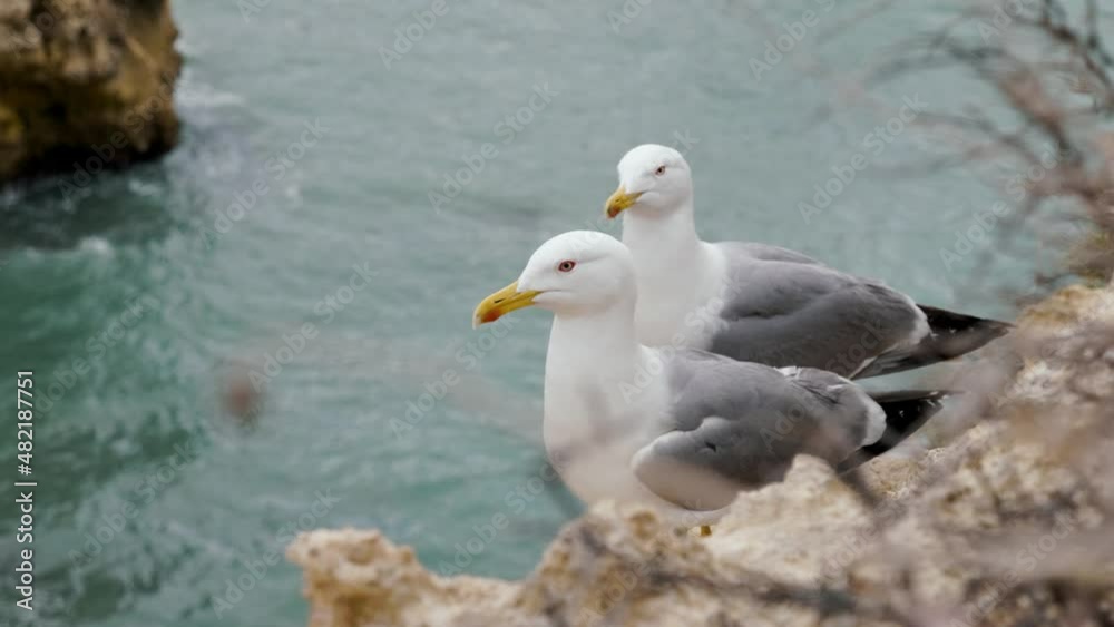 Two seagulls perched on cliffs overlooking ocean Two seagulls perched on cliffs overlooking ocean