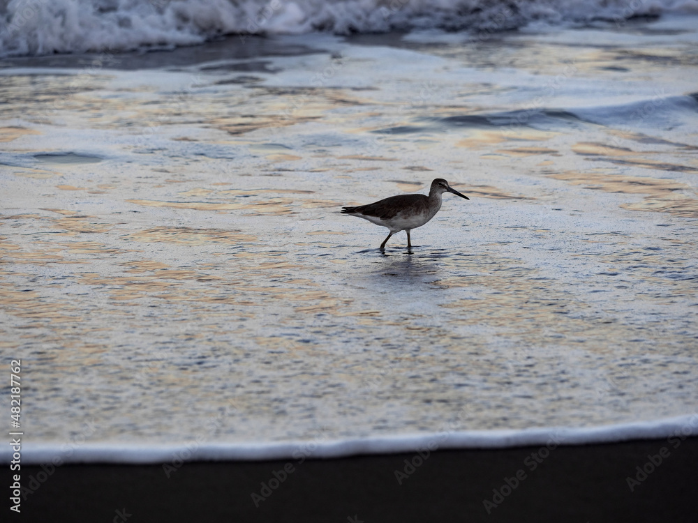 The Gray-tailed Tattler, Tringa brevipes, searches for food in the tidal zone of the Caribbean Sea. Costa Rica The Gray-tailed Tattler, Tringa brevipes, searches for food in the tidal zone of the Caribbean Sea. Costa Rica