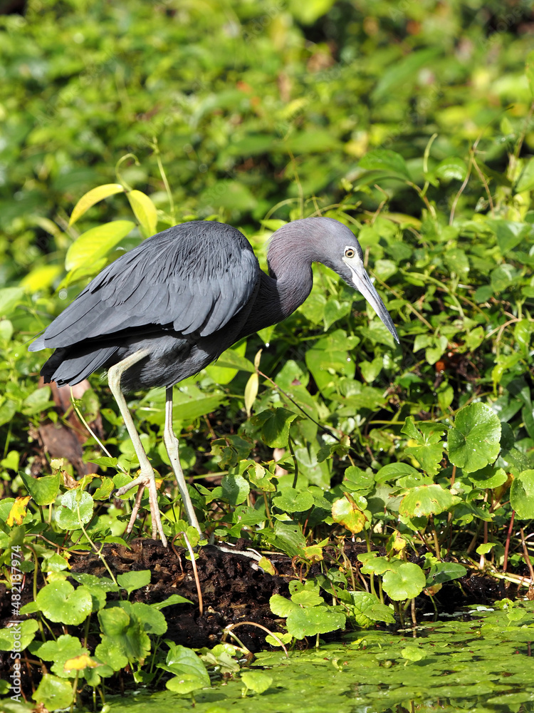 Fototapeta premium The little blue heron, Egretta caerulea, stands in the branches on the water and lurks for fish. Costa Rica