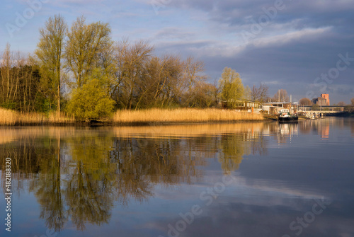 Reeds light up in the morning light at the river Wantij near Dordrecht