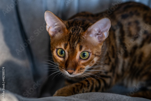 Portrait of a bengal cat, close up
