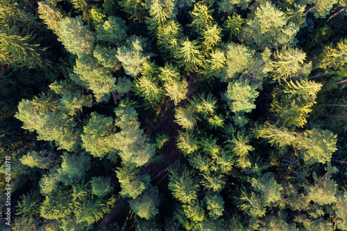 Aerial top view of green trees in forest © mikeosphoto